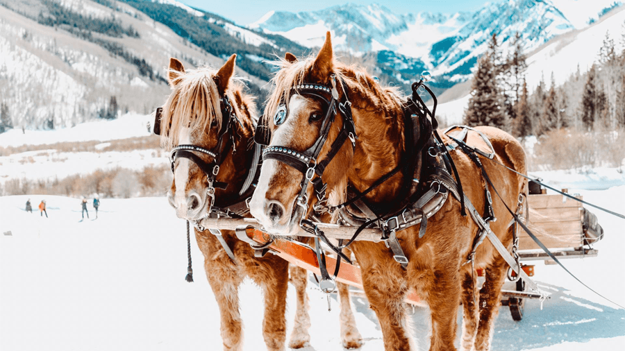 Häst och vagn i Aspen i Colorado.