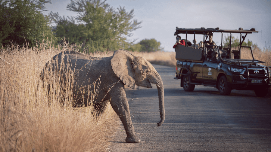 Safaripark i Sydafrika header Safaribil vid en elefant.