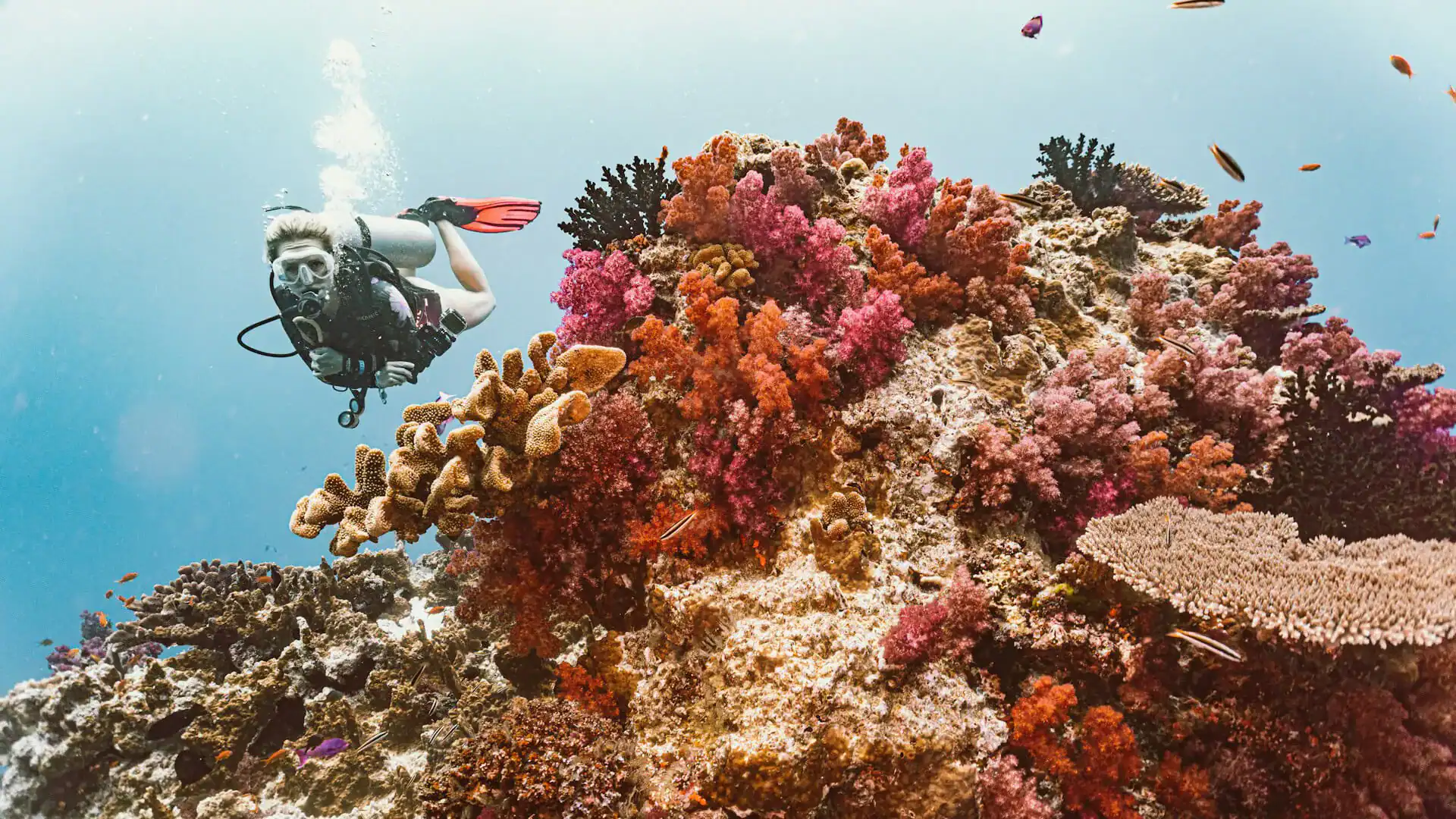 Dykande kvinna vid Rainbow Reef Fiji Kvinna som fyker i Rainbow Reef, Fiji.