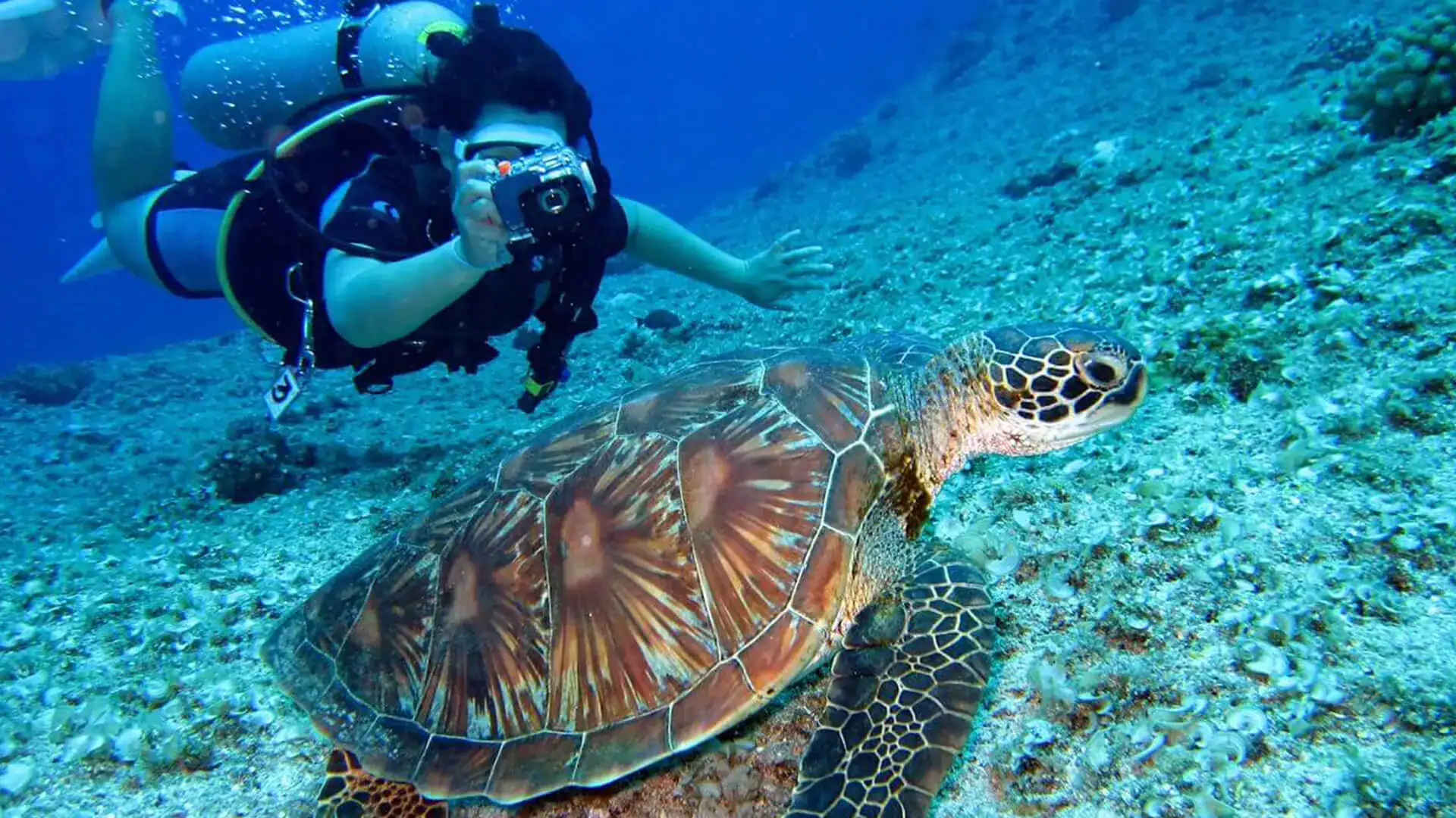 En dykande tjej som ser en sköldpadda på en av sina dykresor.